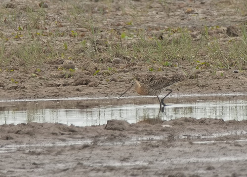Black-tailed Godwit