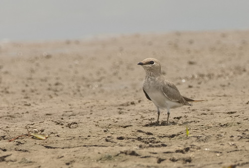 Small Pratincole