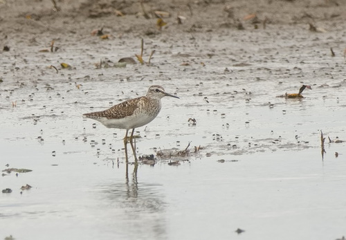 Wood Sandpiper