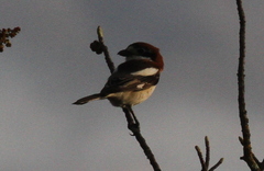 Lanius senator senator