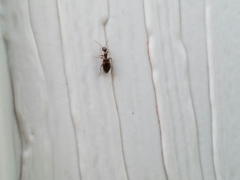 Malporus formicarius