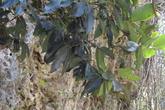 Diospyros blancoi