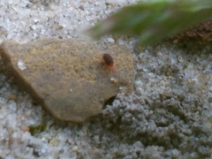 Balaustium