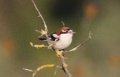 Lanius senator senator