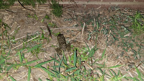 American Bullfrog