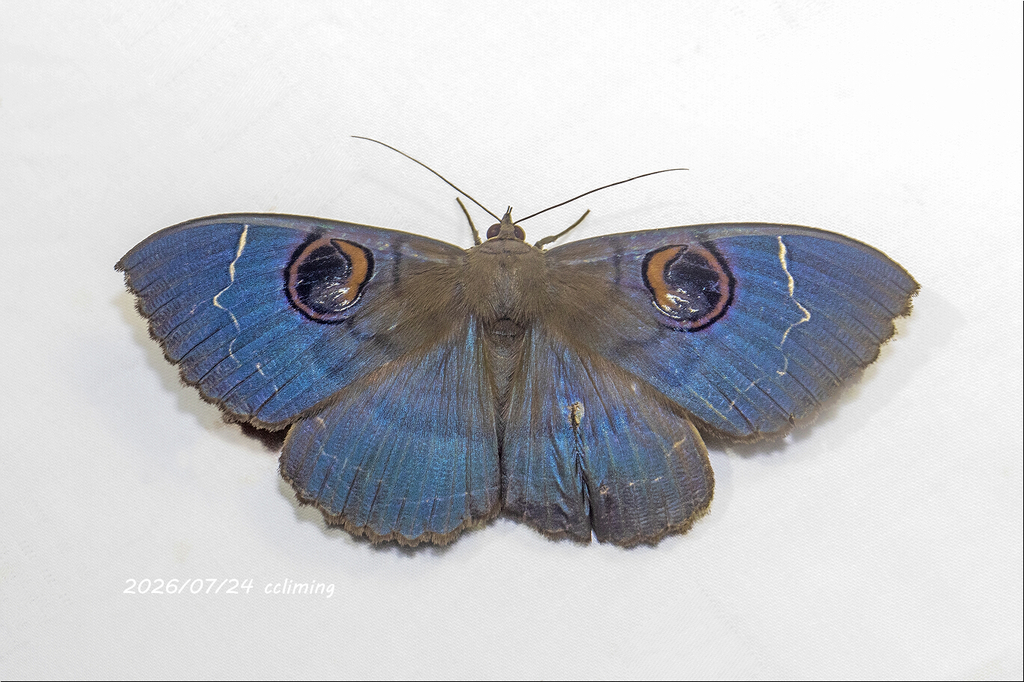 Erebus pilosa