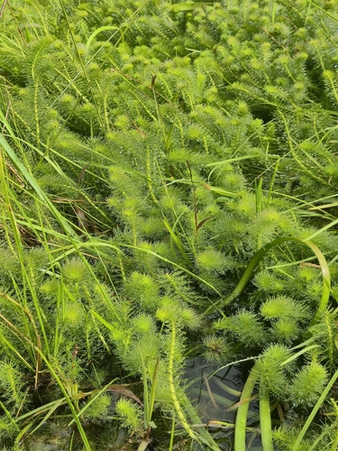 Myriophyllum crispatum (Myriophyllum crispatum)
