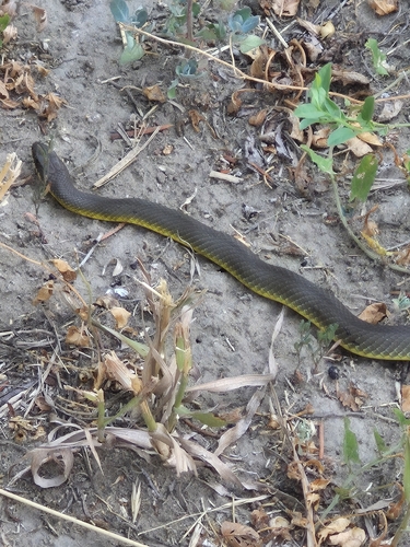 Eastern Yellow-bellied Racer