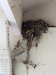 Empidonax difficilis