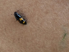 Glischrochilus fasciatus