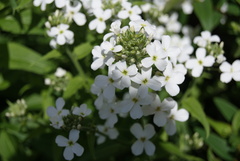 Hesperis