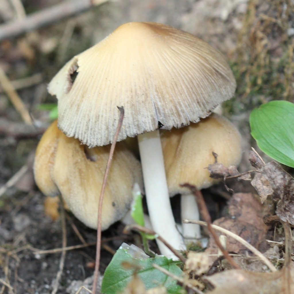 mica cap · July 2026 · photo: Photo: (c) adam1420, some rights reserved (CC BY) · iNaturalist