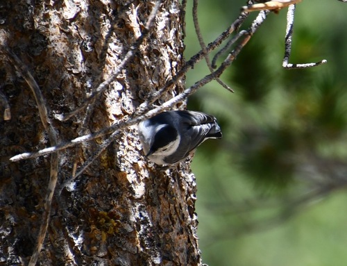 iNaturalist observation photo of White-breasted Nuthatch