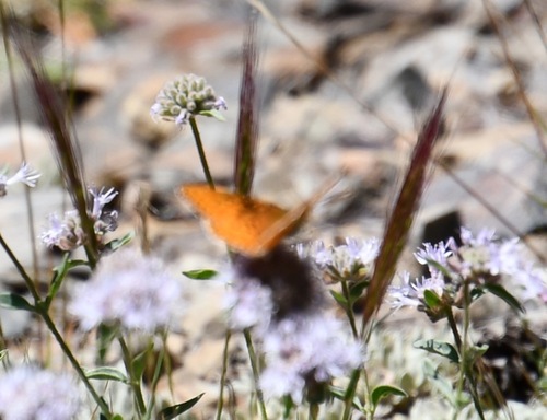 iNaturalist observation photo of Great Basin Fritillary