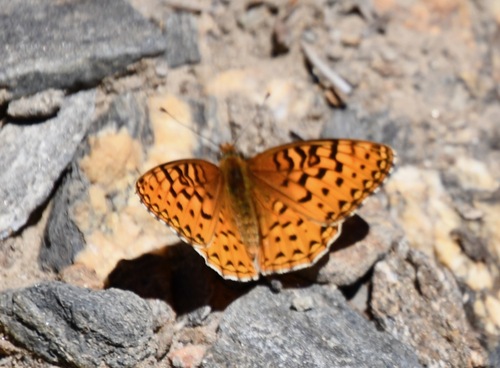 iNaturalist observation photo of Great Basin Fritillary