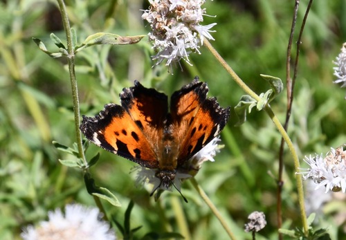 iNaturalist observation photo of California Tortoiseshell