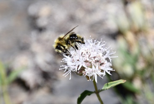 iNaturalist observation photo of Yellowish Cuckoo Bumble bee