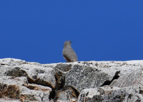 iNaturalist observation photo of Rock Wren