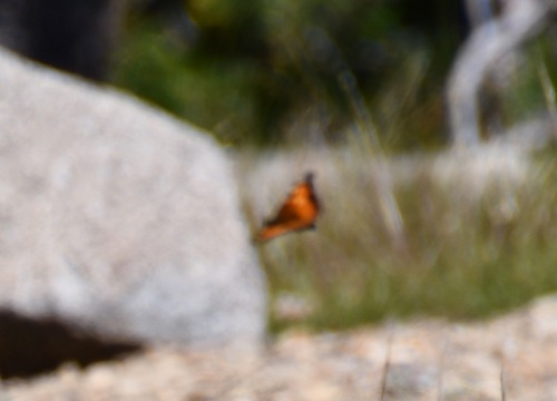 iNaturalist observation photo of California Tortoiseshell