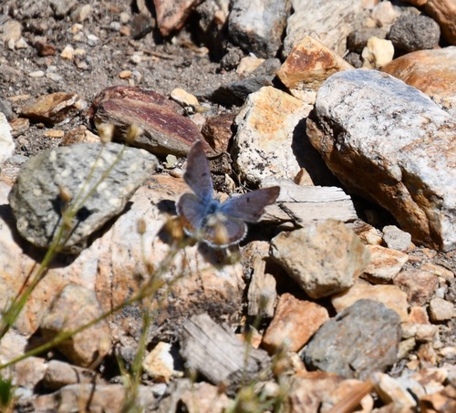 iNaturalist observation photo of Shasta Blue