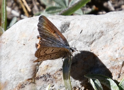 iNaturalist observation photo of Shasta Blue