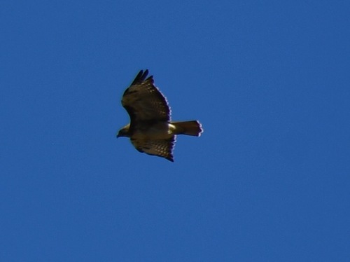 iNaturalist observation photo of Red-tailed Hawk