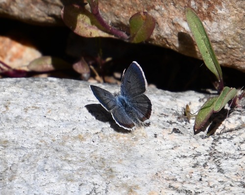 iNaturalist observation photo of Shasta Blue