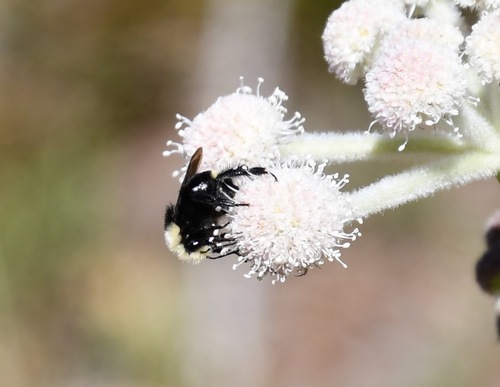 iNaturalist observation photo of Yellow-faced Bumble Bee