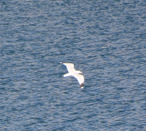 iNaturalist observation photo of California Gull