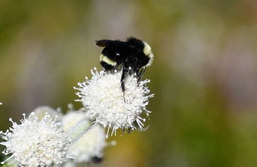 iNaturalist observation photo of Yellow-faced Bumble Bee