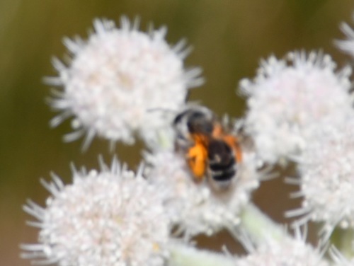 iNaturalist observation photo of Ligated Furrow Bee