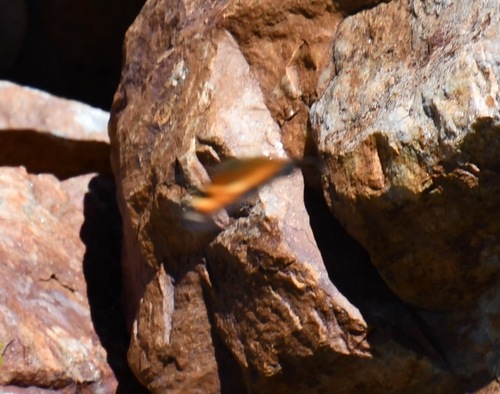 iNaturalist observation photo of California Tortoiseshell