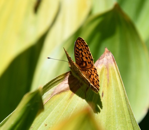 iNaturalist observation photo of Great Basin Fritillary