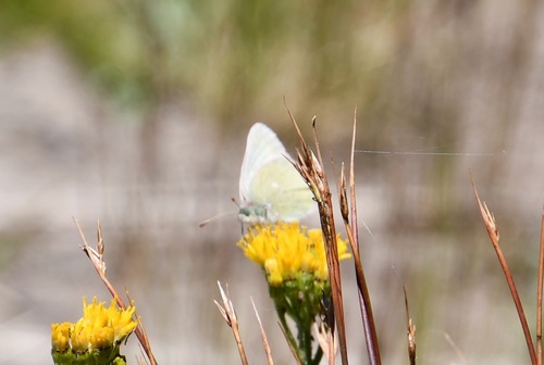 iNaturalist observation photo of Sierra Sulphur
