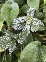 Lamium galeobdolon flavidum