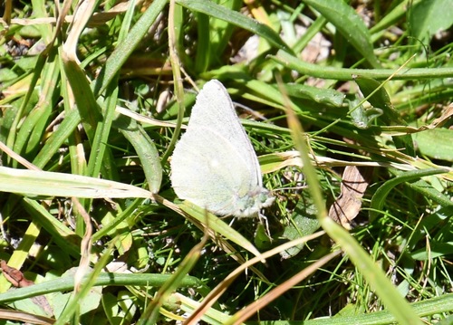 iNaturalist observation photo of Sierra Sulphur