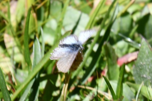 iNaturalist observation photo of Greenish Blue