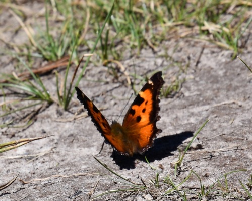iNaturalist observation photo of California Tortoiseshell