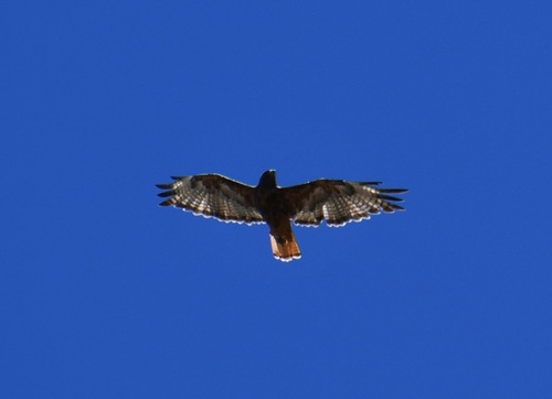 iNaturalist observation photo of Red-tailed Hawk