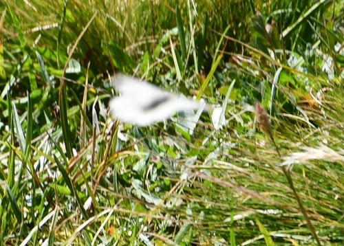 iNaturalist observation photo of Apollos