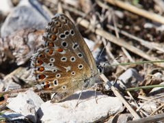Polyommatus bellargus