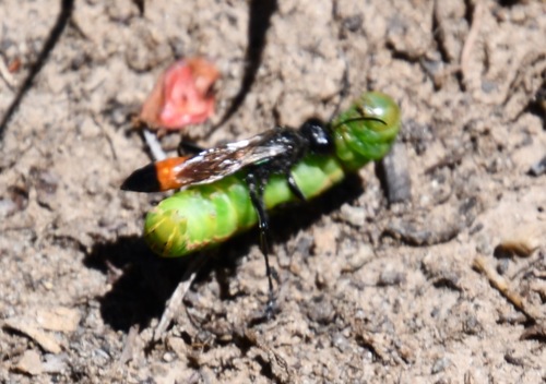 iNaturalist observation photo of Thread-waisted Wasps