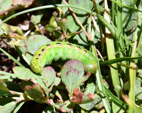 iNaturalist observation photo of Butterflies and Moths