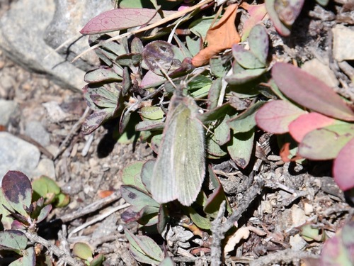 iNaturalist observation photo of Sierra Sulphur
