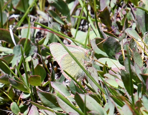 iNaturalist observation photo of Sierra Sulphur