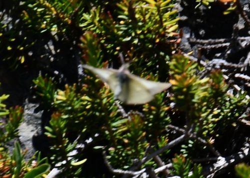 iNaturalist observation photo of Sierra Sulphur