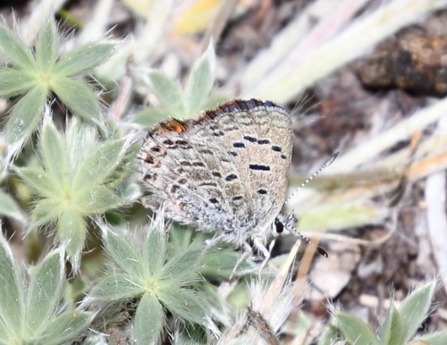 iNaturalist observation photo of Shasta Blue