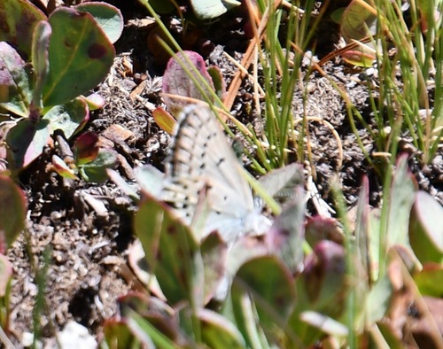 iNaturalist observation photo of Sierra Blue