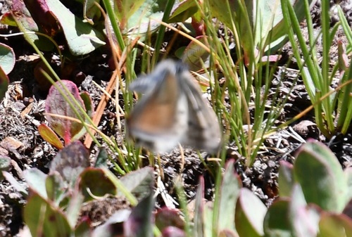 iNaturalist observation photo of Sierra Blue