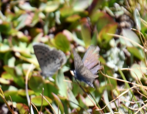 iNaturalist observation photo of Shasta Blue
